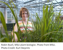 Robin Buell MSU