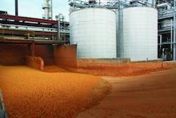 distillers_grains_ Photo US Grains Council