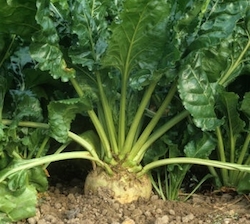 sugar beet