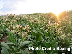 Tobacco Photos