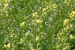 camelina