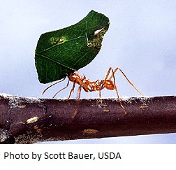 leaf-cutter ant1