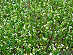 pennycress