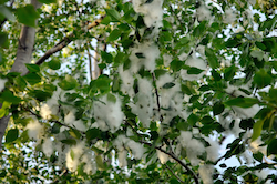 Cottonwood Tree (Istock photo)