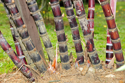 Sugarcane plants