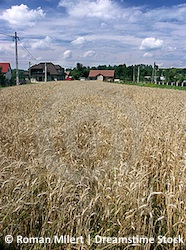 Corn Harvest