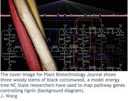 NC State lignin research