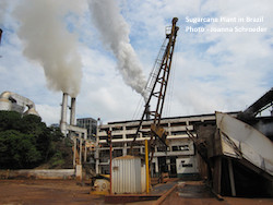 Sugarcane Plant in Brazil Photo Joanna Schroeder