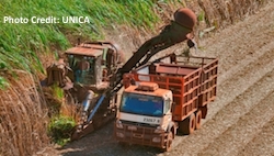 Sugarcane harvest in Brazil photo unica