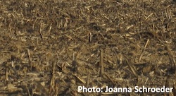 Biomass Photo Joanna Schroeder