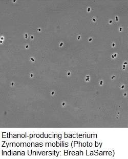 nitrogenbacteria1