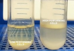 texasyeast1