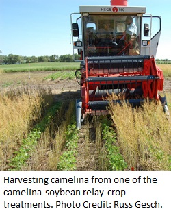 camelina harvest1