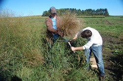 switchgrass