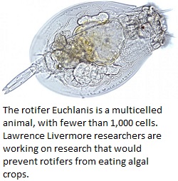 rotifer1