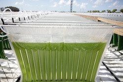 Algenol makes ethanol from algae