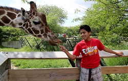 Student feeds giraffe1