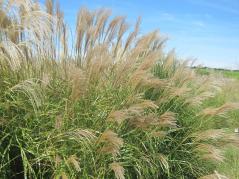 Miscanthus_1