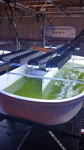 The new algae raceway testing facility at Sandia National Laboratories will help scientists advance laboratory research to real-world applications. Shown here is one of the three 1,000-liter ponds, outfitted with custom lighting and 24-hour advanced hyper spectral monitoring. Photo credit Dino Vournas. 