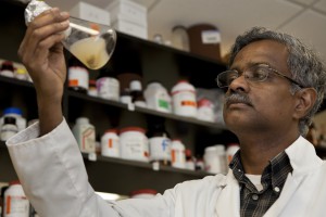 UF/IAFS Horticulture Professor Balasubramanian Rathinasabapathi, seen here working in his Gainesville lab, has found what could be a big key to converting microalgae to biofuel. He and former doctoral student Elton Gonçalves found that the transcription factor ROC40 helps control lipid production when the algal cells were starved of nitrogen. Credit: Tyler Jones, UF/IFAS photography.