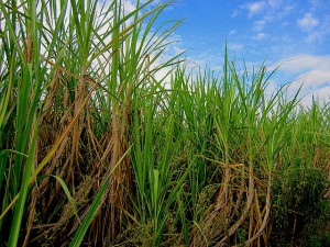 Sugarcane field in Brazil. Photo Credit: Joanna Schroeder