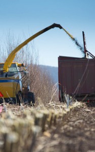 Biomass energy from crops such as shrub willow could provide the social, economic and ecological drivers for a sustainable rural renaissance in the Northeast, researchers say. Photo Credit Penn State.