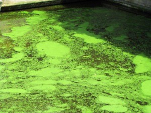 Researchers developed a mathematical model to calculate how to efficiently produce biofuel from algae. Credit: MiguelUrbelz/iStock/ThinkStock 