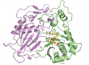 This illustration shows the molecular structure of HCT that was derived at Berkeley Lab’s Advanced Light Source. The purple and green areas are two domains of the enzyme, and the multi-colored structures between the two domains are two molecules (p-coumaryl-shikimate and HS-CoA) in the binding site. New research shows this binding site is indiscriminate with the acceptor molecules it recruits, including molecules that inhibit lignin production. (Credit: Berkeley Lab)