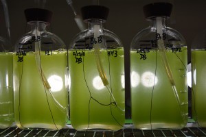 This common green microalga called Botryococcus braunii is found everywhere in the world except in sea water. It has potential to be used as a biofuel. Photo Credit: Kathleen Phillips