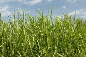 A University of Arkansas researcher is investigating a critical roadblock to harvesting biomass from perennial plants, such as grass, for the purpose of creating renewable energy. Photo Credit USDA.