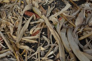 Corn biomass residue. Photo Credit: Joanna Schroeder