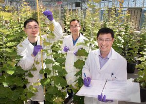Postdoctoral associate Yuanheng Cai, biological research associate Xuebin Zhang, and plant biochemist Chang-Jun Liu in the Brookhaven Lab greenhouse with transgenic trees designed to improve biofuel production.