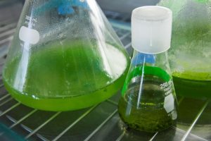 The European CYCLALG project brings together six R&D centres to develop an algae-based biorefinery. Photo Credit: CYCLALG 