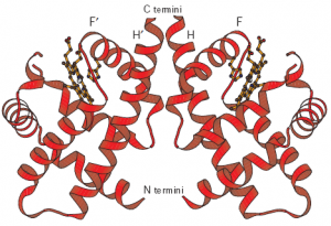 3D View of VHb