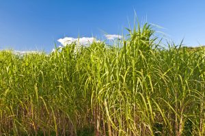 Switchgrass is one of the five crops modeled for local soil carbon sequestration rates in an Argonne study that predicts the impact of different biofuel crops on soil carbon across the country. (photo credit: hjochen/Shutterstock)