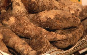 UF/IFAS researchers have found a sweet potato variety, CX1, that outperformed two table varieties in field tests. They think CX1 potatoes may serve well as feed for livestock and as biofuel.