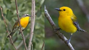 The yellow-breasted chat (left) and prothonotary warbler (right) thrive in different habitats. Meeting bioenergy goals means making trade-offs about which wildlife species -- like these -- will be most impacted. Photo credit: U.S. Fish & Wildlife Service.