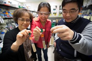 NREL scientists Pin-Ching Maness (left), Katherine J. Chou and Wei Xiong hold test tubes containing the bacterium Clostridium thermocellum. (Photo by Amy Glickson / NREL)