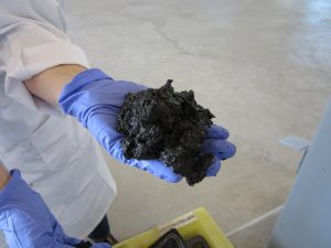 Sludge from Metro Vancouver’s wastewater treatment plant has been dewatered prior to conversion to biocrude oil at Pacific Northwest National Laboratory. Courtesy of WE&RF.