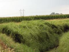 Prairie cordgrass. Photo Credit: University of Illinois. 