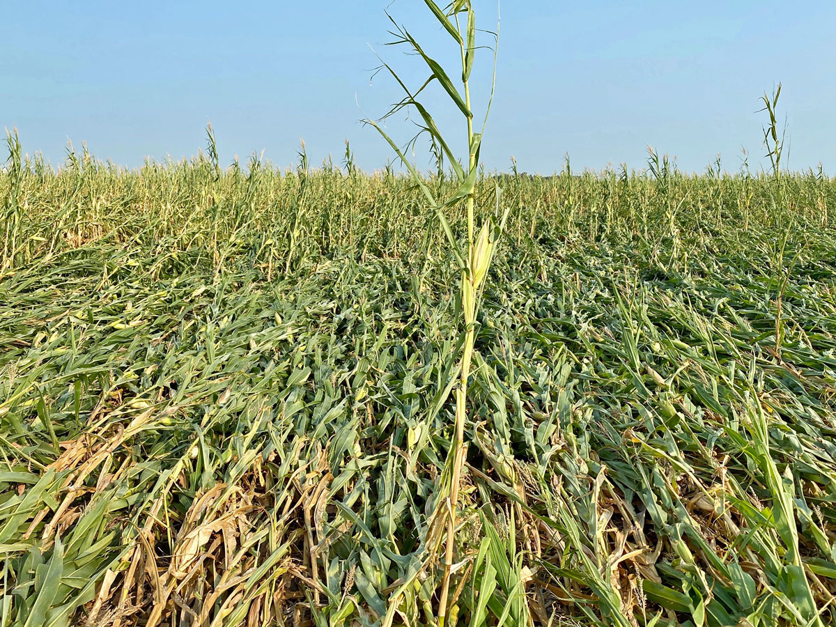 Corn Use for Ethanol Estimate Lowered Energy
